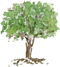 Watercolor tree icon symbolizing rooted healing, growth, and whole-person renewal.